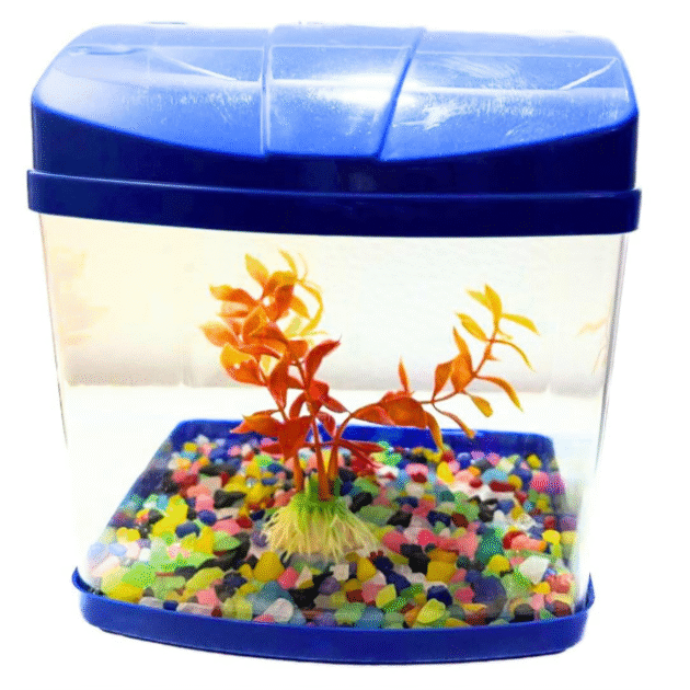Animaux Small-scale aquarium Desktop aquarium Compact tank Nano tank Small fishbowl Miniature aquatic habitat Petite aquarium