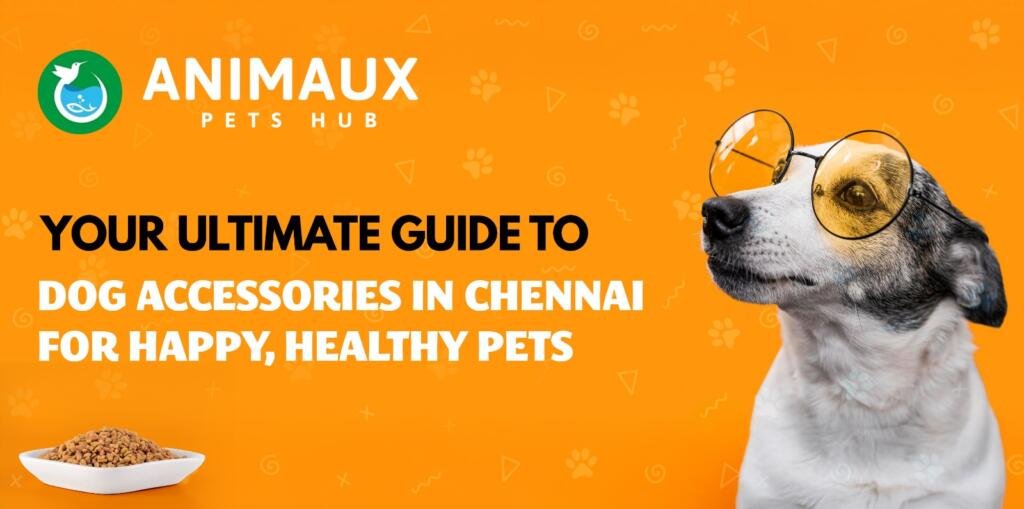 Dog Accessories in Chennai
