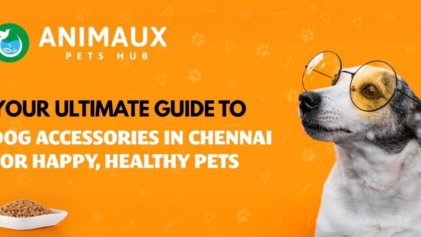 Dog Accessories in Chennai