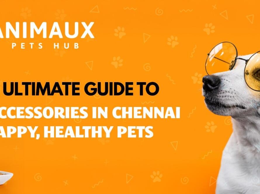 Dog Accessories in Chennai